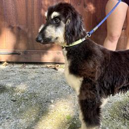 Puppy Girl 2 - Black and tan female Afghan Hound puppy in Carlisle, Pennsylvania from Winterberry Afghan Hounds