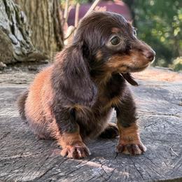 Sharon - Chocolate and tan female Dachshund puppy in Industry, Illinois from KDKs Kennels