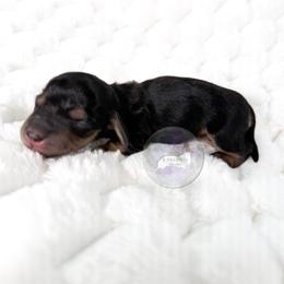 Loretta🩷 - Black and cream female Dachshund puppy in New Braunfels, Texas from 2 Knights Doxies