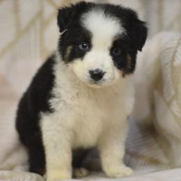 Chainsaw - Black tri-color male Australian Shepherd puppy in Delta, Colorado from PTK Ranch