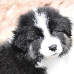 Veneto - Black tri-color male Australian Shepherd puppy in Easton, Missouri from MMA Kennel