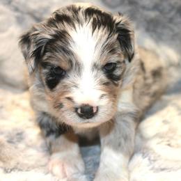 Oakely - Blue merle female Miniature Australian Shepherd puppy in Ionia, Iowa from Sapphire Stables