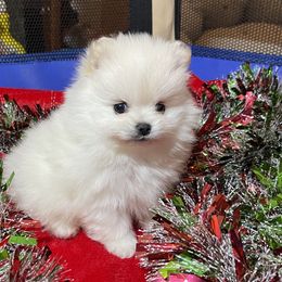 Pomeranians from Harmony Pomeranians