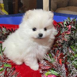 Pomeranians from Harmony Pomeranians