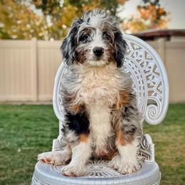 Taco - Blue merle female Bernedoodle puppy in Roy, Utah from Doodles are Amazing