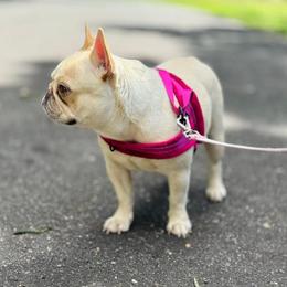TT - Cream female French Bulldog puppy in Harmony, North Carolina from Schuster Haus