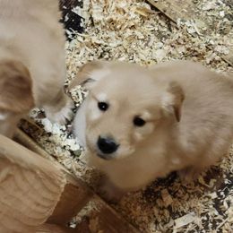 Golden Retriever Puppies from Eagle Ridge Golden Retrievers