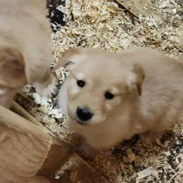 Golden Retriever Puppies from Eagle Ridge Golden Retrievers