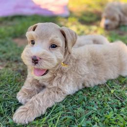 Yellow collar Male - Wheaten male Miniature Schnauzer puppy in Calhoun, Georgia from The BrickHouse Miniature Schnauzers