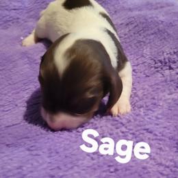 Sage - Piebald male Dachshund puppy in Onalaska, Texas from Weenies on the Lake