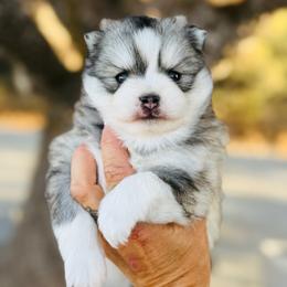 Trix - Silver and white female Pomsky puppy in Yavapai County, Arizona from Pawsh Pomskies
