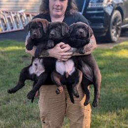 Labrador Retriever Puppies from Rose Gold Retrievers