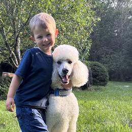 Poodles from Foxy Poodles