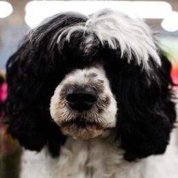 Portuguese Water Dogs from Farallon PWDs