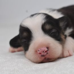 Riven - Black and tan male Pembroke Welsh Corgi puppy in San Antonio, Texas from Moxxi's Legacy Corgis
