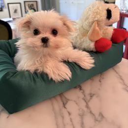 Maltese puppies from Pequest Pekingese & Merri Maltese