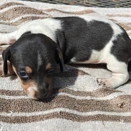 Ellie - Piebald female Dachshund puppy in Perris, California from Doxie_pupps