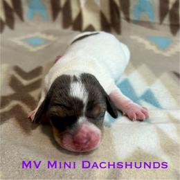 Flicka - Dapple female Dachshund puppy in Carlsbad, Texas from MV Mini Dachshunds