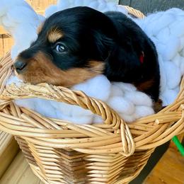 Maverick - Black and tan male Dachshund puppy in Bennett, North Carolina from Cherished Dachshunds