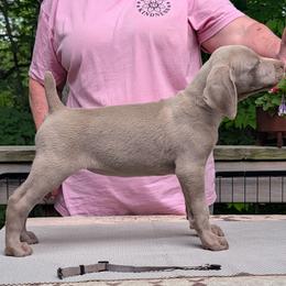 Callie - Silver gray female Weimaraner puppy in Evart, Michigan from Drehbar Weimaraners