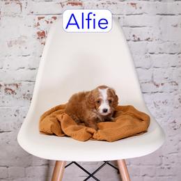 Alfie - Red male Cavapoo puppy in Calhoun, Georgia from Happy Top Doodles