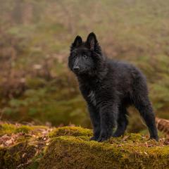 Ilya - Black male Belgian Sheepdog puppy in Guntersville, Alabama from Ozma Belgians