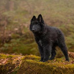 Ilya - Black male Belgian Sheepdog puppy in Guntersville, Alabama from Ozma Belgians