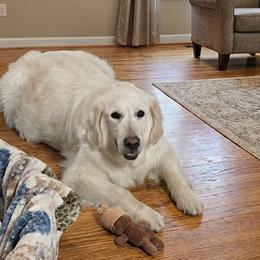 Golden Retrievers from All by grace goldens