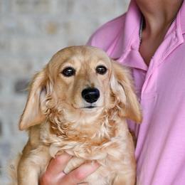 Prissy - Dachshund