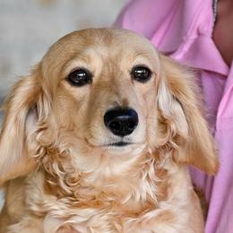 Prissy - Dachshund