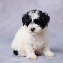 Trot - Parti male Poodle puppy in Apple Creek, Ohio from Grandeur Valley Puppies
