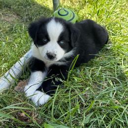 Gunner - Black & white male Miniature Australian Shepherd puppy in Marion, Michigan from Highland Hills Mini Aussies