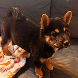 Vidia - Black and tan female Shiba Inu puppy in Las Vegas, Nevada from GBs Shiba Inu's