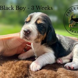 Sold Pending Eval: Black Boy - Bacon - White black and tan male Beagle puppy in Grantsville, Maryland from Fable & Fern Beagles