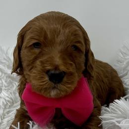 Pink Male - Apricot male Goldendoodle puppy in Great Falls, Montana from Montana Goldendoodles