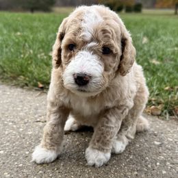 Roo - Light Blue - Cream male Goldendoodle puppy in Kent City, Michigan from Hannah Mae Doodles
