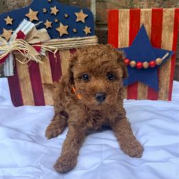 Orange Collar Boy - Red  male Poodle puppy in Gainesville, Missouri from Merrell Pups