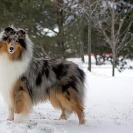 Collie All Grown Up from 5C's Collies