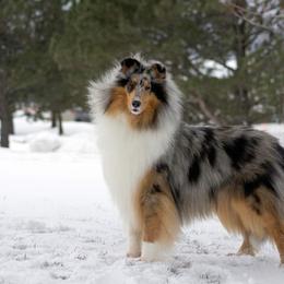 Collie All Grown Up from 5C's Collies
