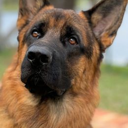 German Shepherd Puppies from AceHaven Canines