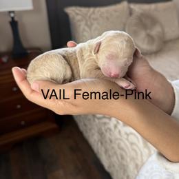 Zeyda - Cream female Poodle puppy in Pueblo West, Colorado from Little Paws Poodles