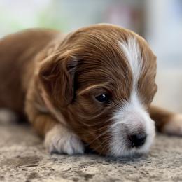 Uno - Apricot female Goldendoodle puppy in Gilbert, Arizona from DogHouse Doodles