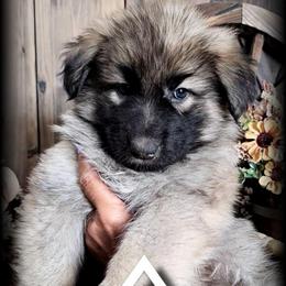 Orion - Sable male German Shepherd puppy in Sequim, Washington from German Shepherd Haus