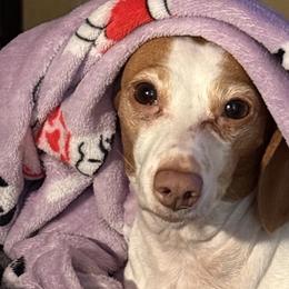 Dachshunds from RJB Family Pups