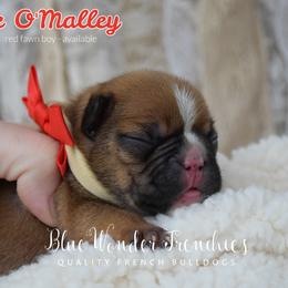 George O'Malley - Fawn male French Bulldog puppy in Loxahatchee, Florida from Blue Wonder Frenchies