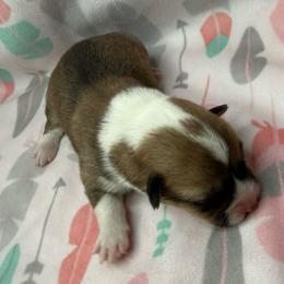Zinnia - Red and white female American Corgi puppy in Scottown, Ohio from Wyndy Ridge Corgis