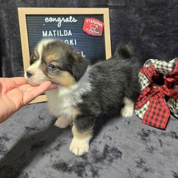 2 yellow collar girl - Black and tan female Pembroke Welsh Corgi puppy in Harrisburg, Illinois from Parish Corgis