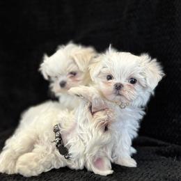 Maltese puppies from Tina's Maltese