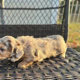 Chanel - Dapple female Dachshund puppy in Stilwell, Oklahoma from Mountain Top Dachshunds