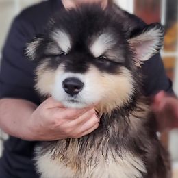 Alaskan Malamute Puppies from Coon Creek Alaskan Malamutes